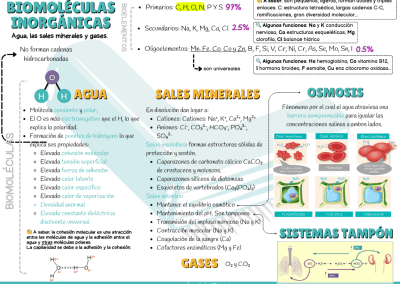 Esquema agua y sales minerales exámenes PAU y PCE
