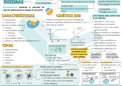 Esquema enzimas PAU y PCE
