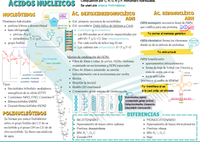 Esquema ácidos nucleicos PAU y PCE