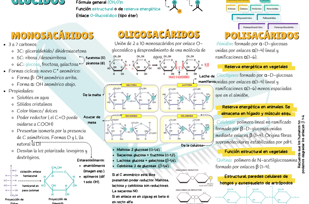 🧬Resúmenes de BIOLOGÍA para preparar la selectividad y la PCE 🧬