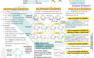 🧬Resúmenes de BIOLOGÍA para preparar la selectividad y la PCE 🧬