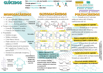 Esquema/resumen glúcidos PAU y PCE