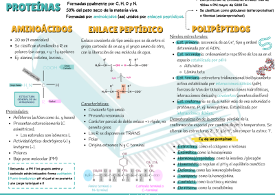 Esquema/ resuemn proteínas PAU y PCE