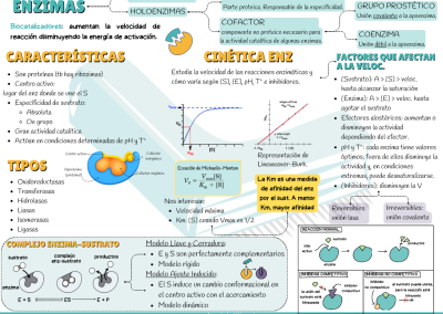 Esquema/ resumen enzimas PAU y PCE