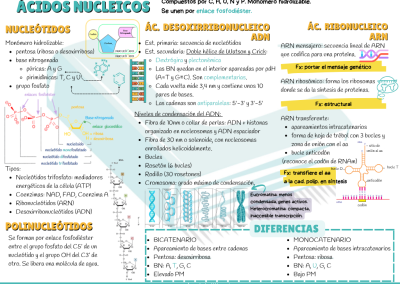 Esquema/resumen ácidos nucleicos PAU y PCE