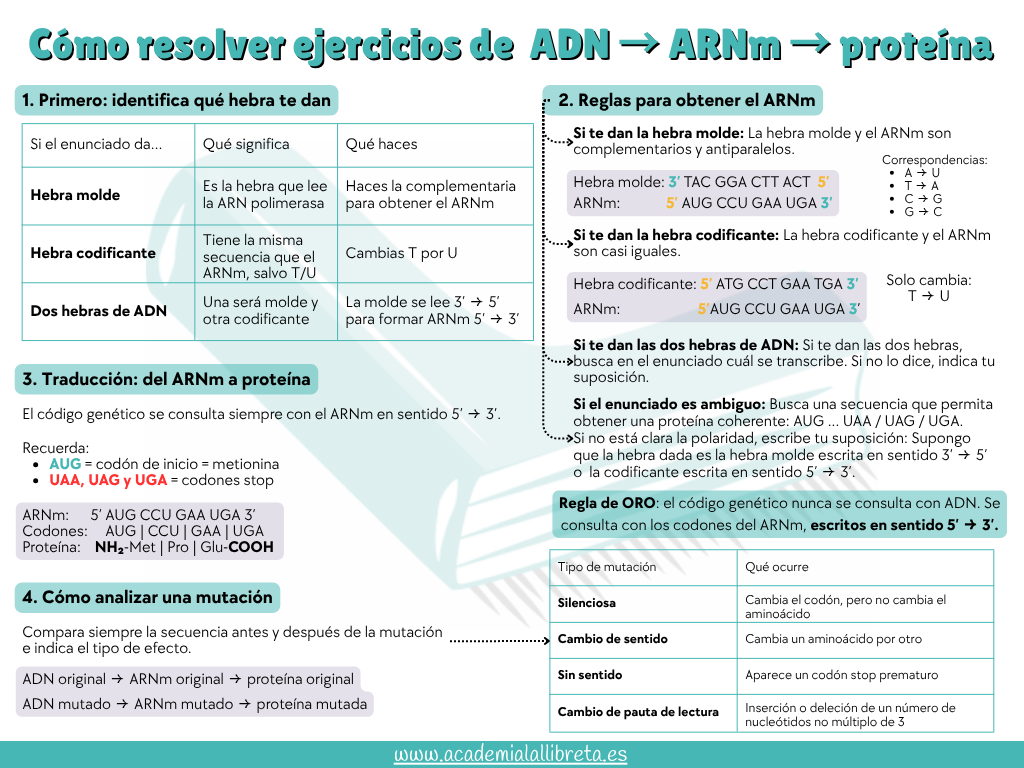 Infografía: cómo identificar la hebra de ADN, obtener el ARNm y traducirlo a proteína