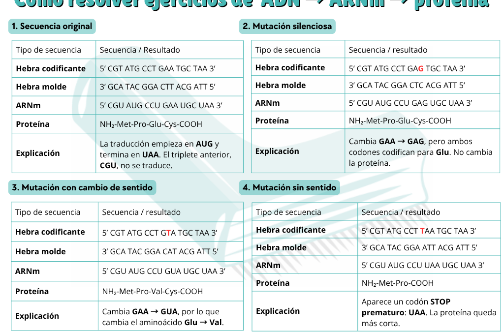 Ejercicios de transcripción y traducción resueltos: del ADN al ARNm y a la proteína