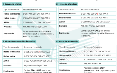 Ejercicios de transcripción y traducción resueltos: del ADN al ARNm y a la proteína