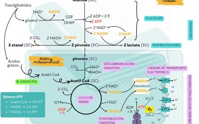 Las preguntas PAU de metabolismo más difíciles: 13 ejercicios reales de toda España