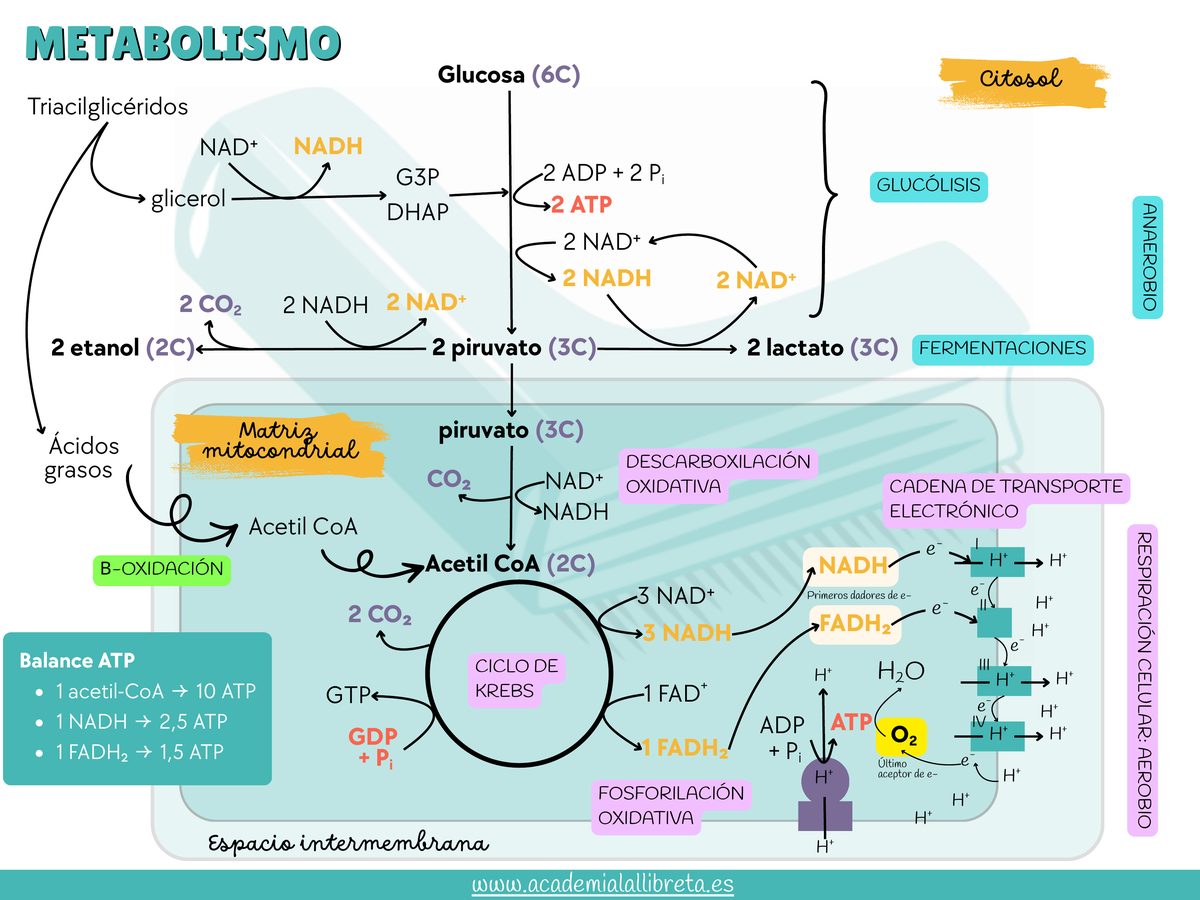 Mapa del metabolismo: glucólisis, fermentaciones, β-oxidación, ciclo de Krebs y cadena de transporte electrónico